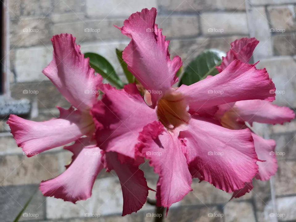 flor do deserto