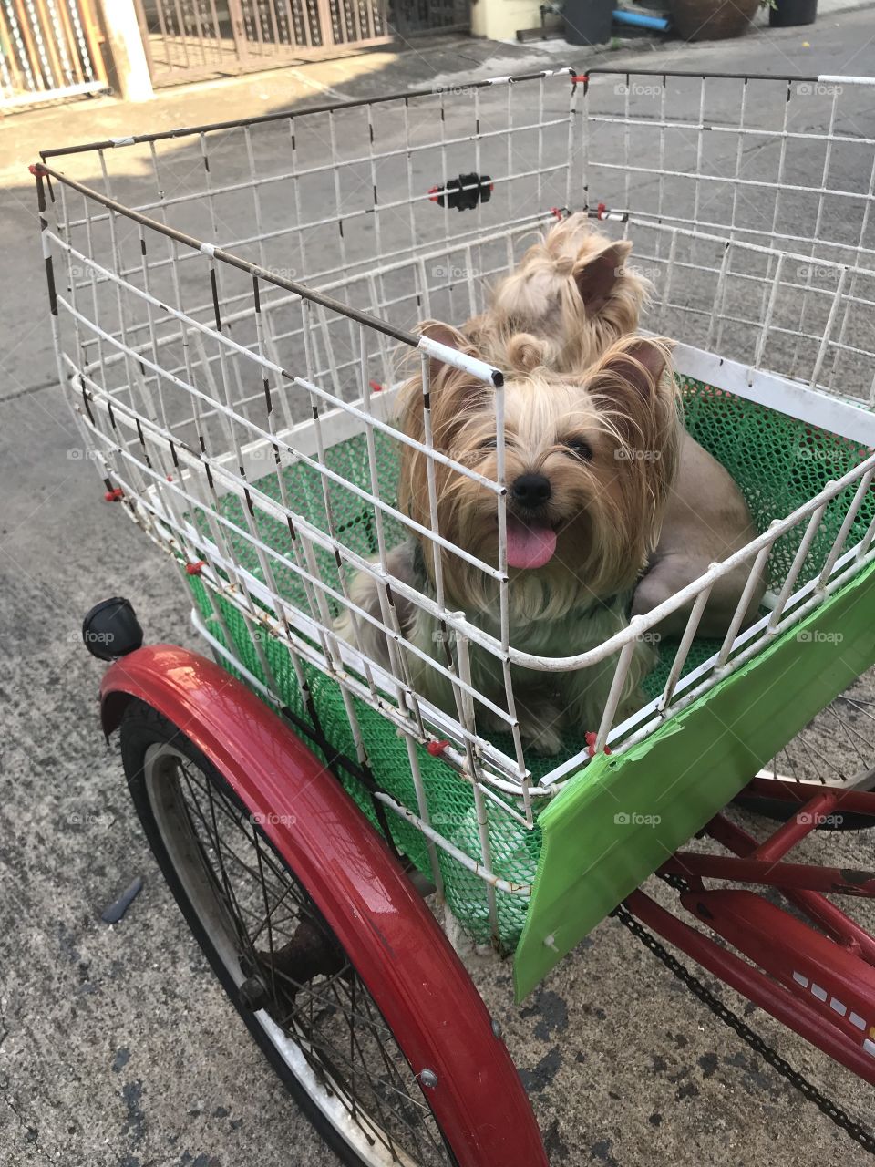 Take 2 dogs tour with a bike.