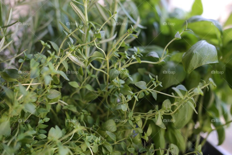 Thyme and basil in the window