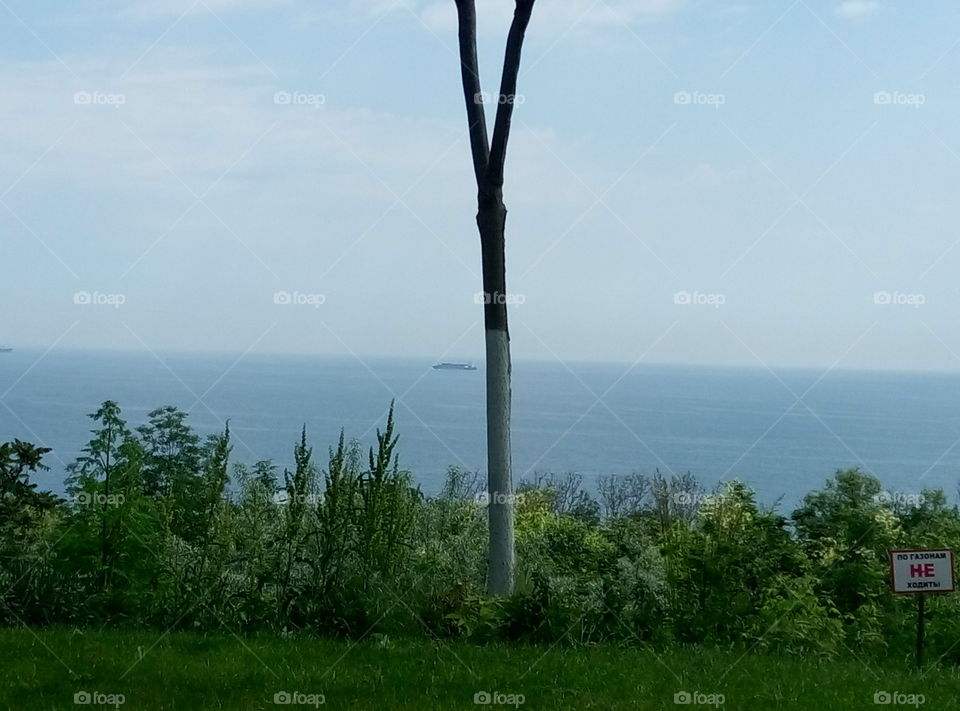 Море и дерево