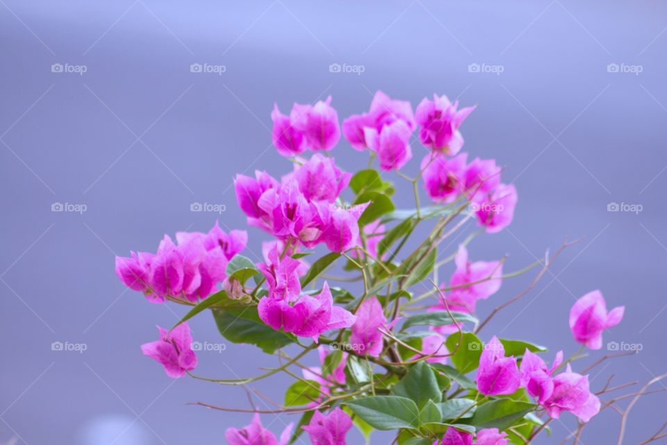 Bougainvillea