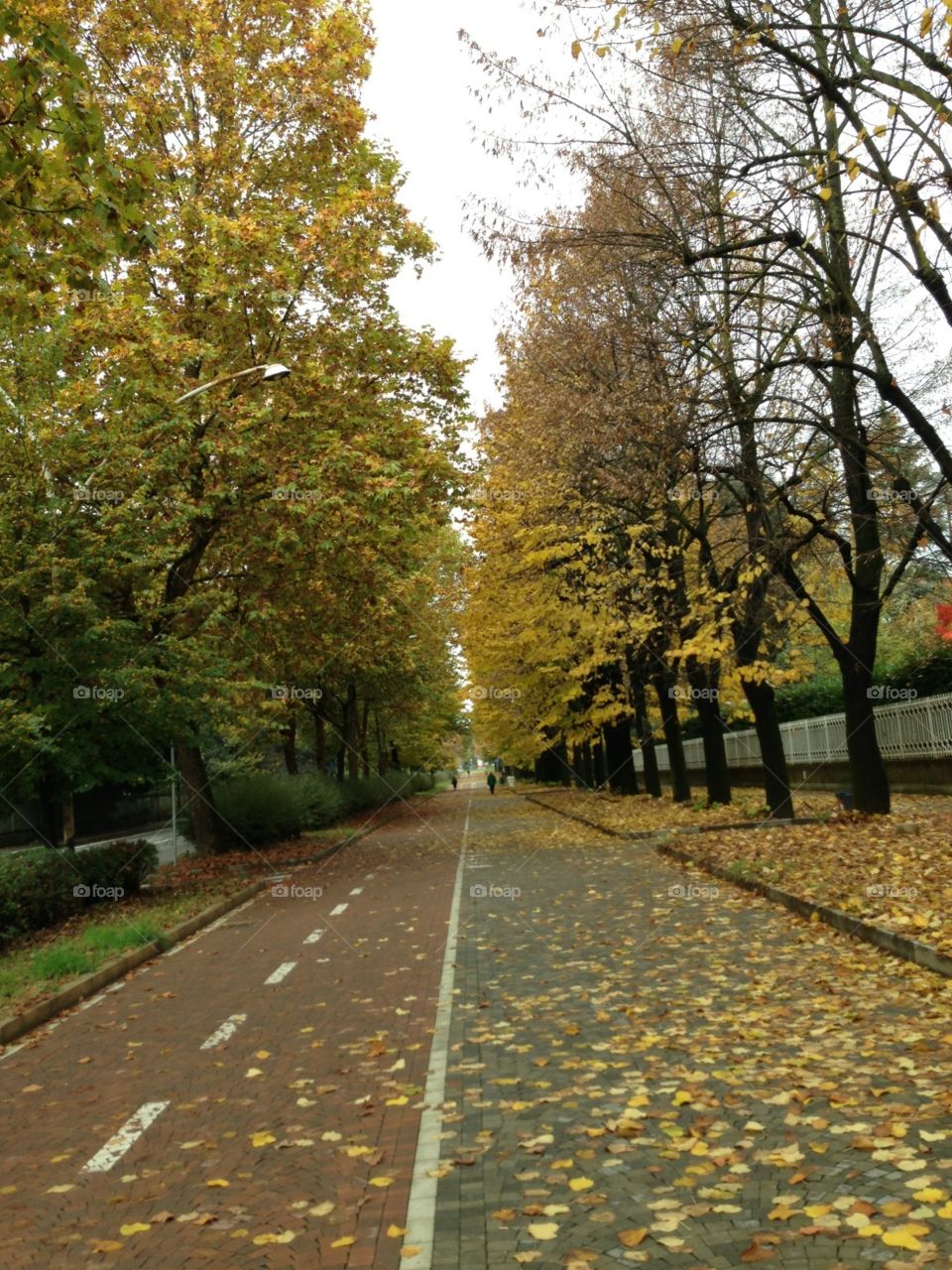 Fall, Road, Tree, Leaf, No Person