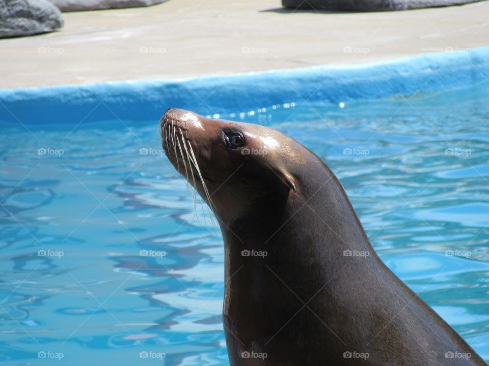 Makiaia at Oceans of Fun in the Milwaukee County Zoo