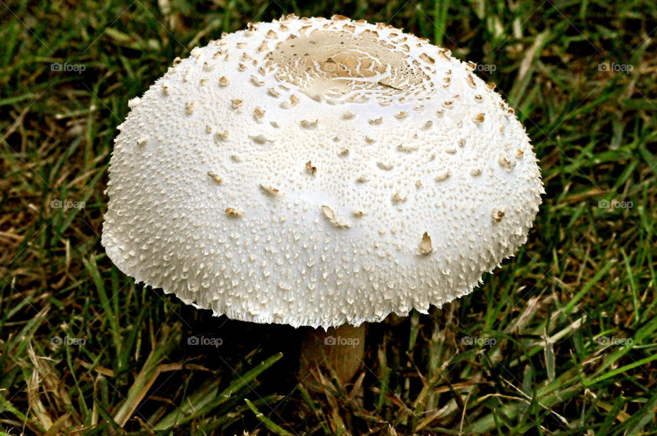 mushroom fungus united states by refocusphoto