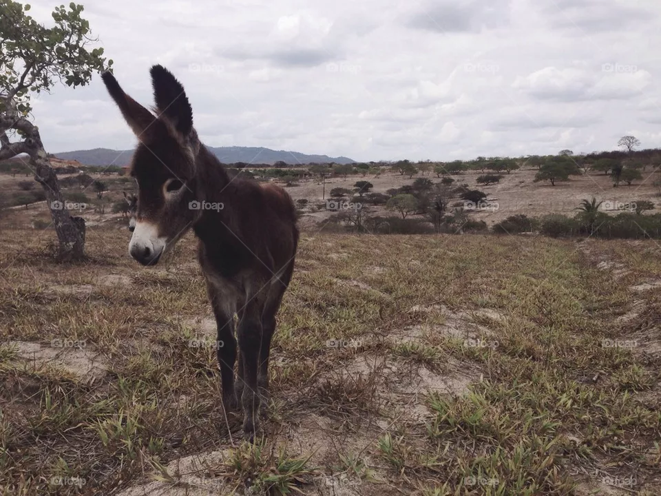 Donkey 