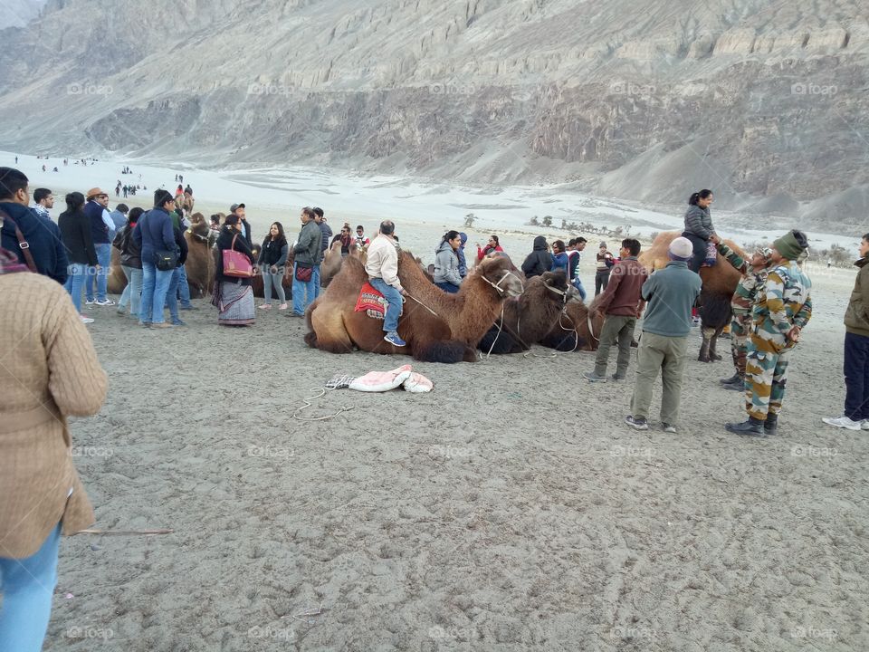 Double Humpback camels in Hunder valley Ladakh
