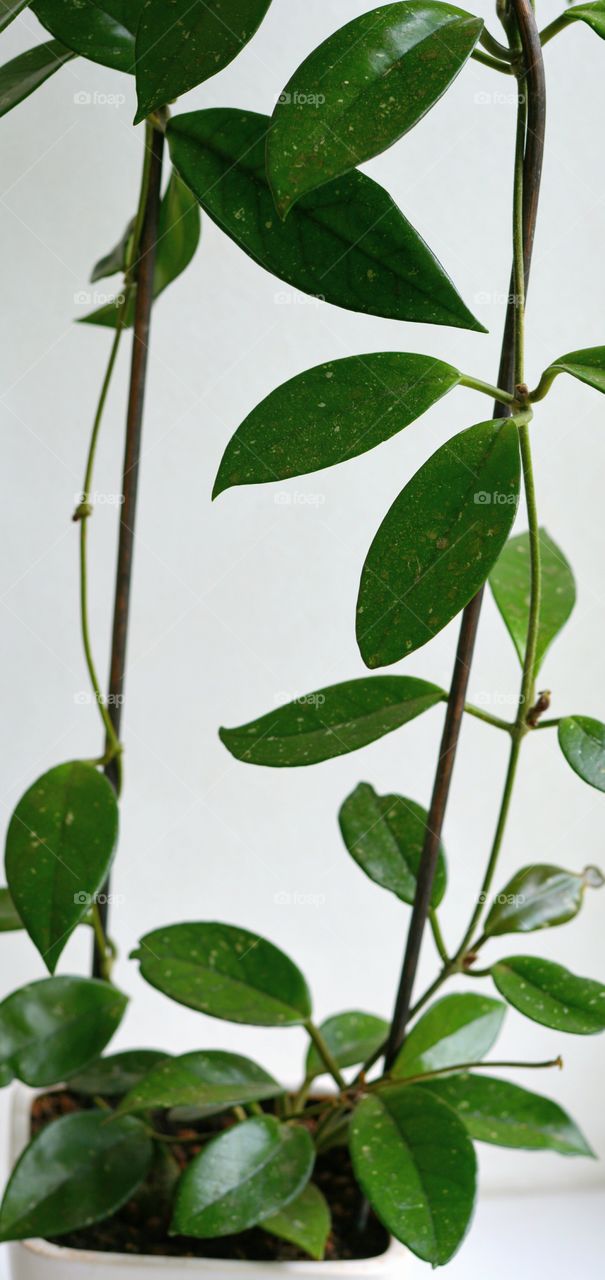 green house plant in the pot