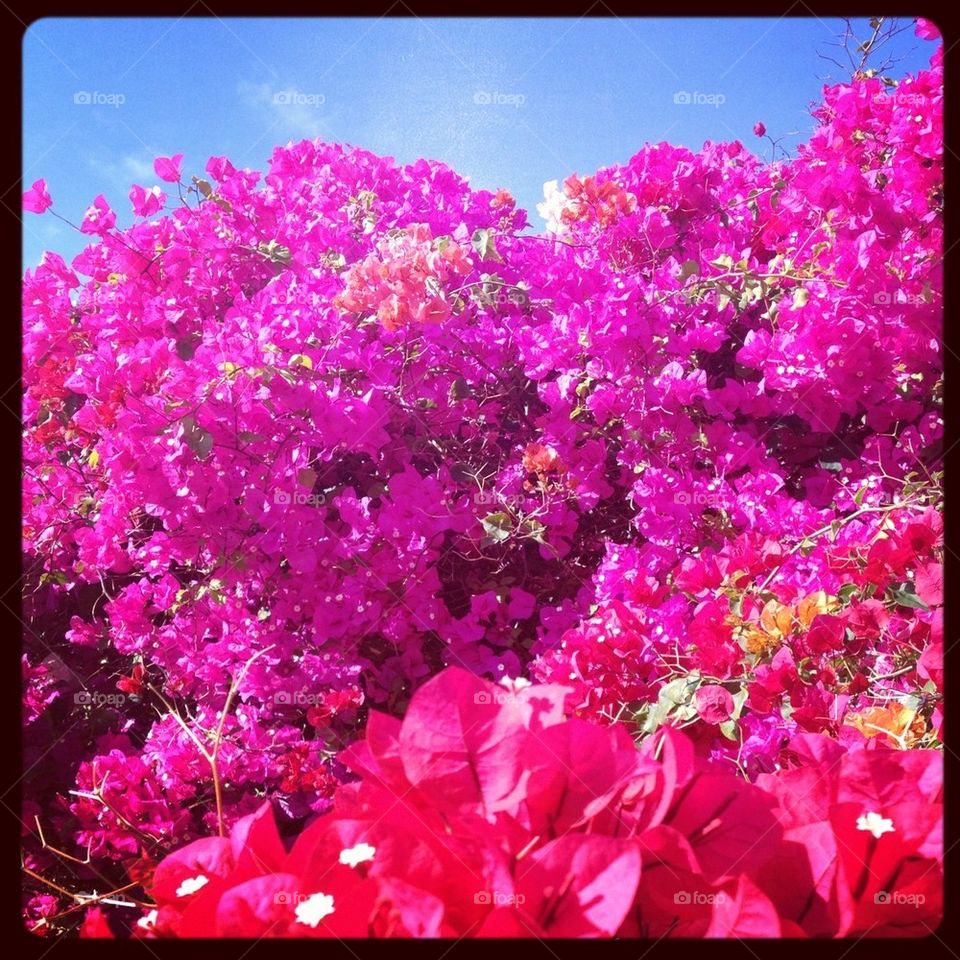 Bougaivillea