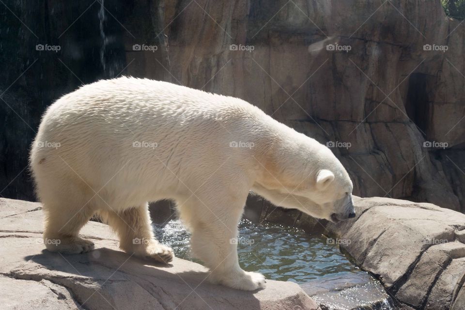 Polar bear at the zoo