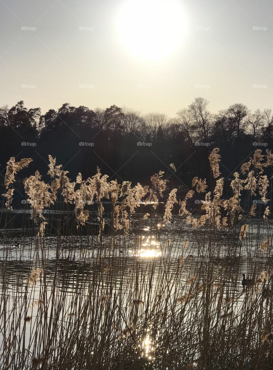 Sunny afternoon by the lake