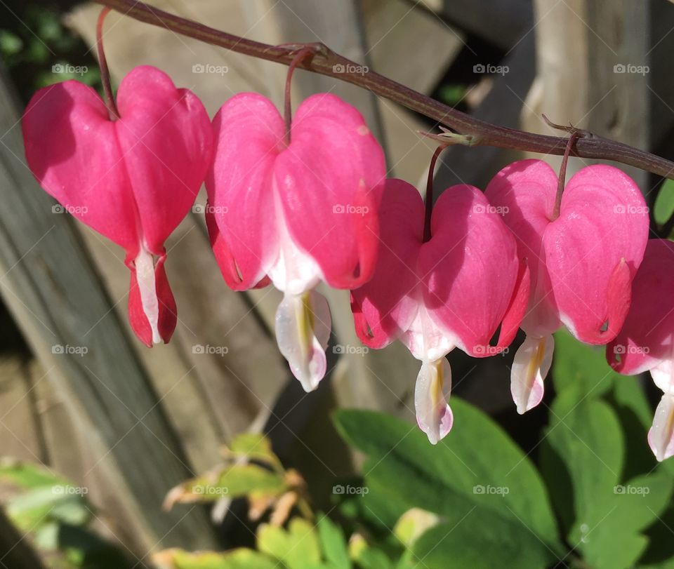 Bleeding Hearts