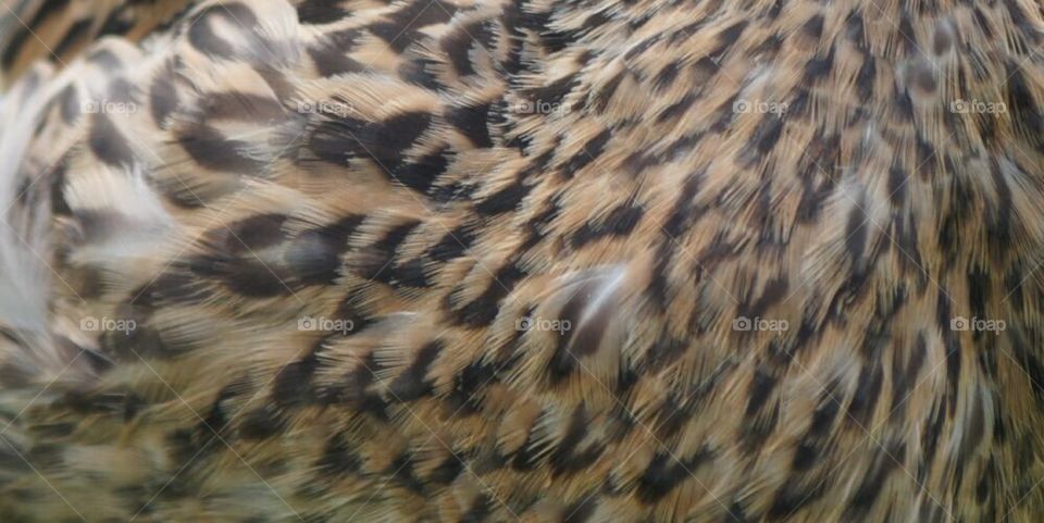 Mallard feathers close up