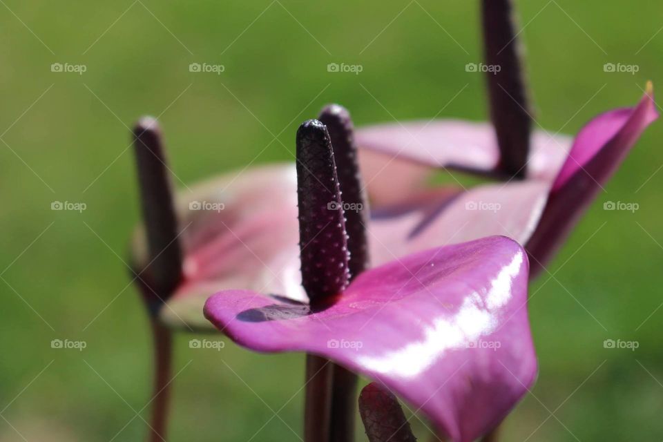 Purple Cali Lilies 
