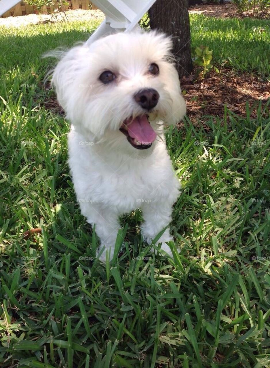 Maltese 