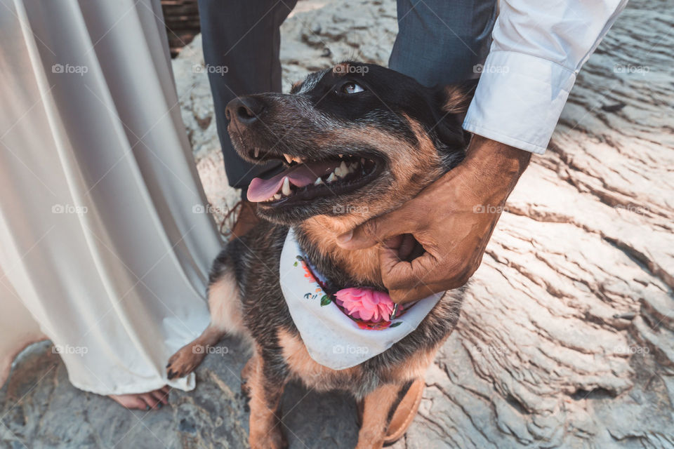 A happy dog with a flower bandana gets petted , she was the flower girl for this elopement couple