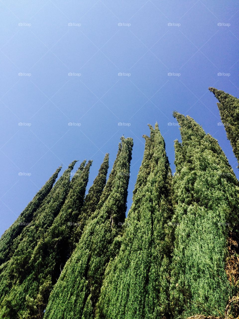 Low angle view of cypress tree