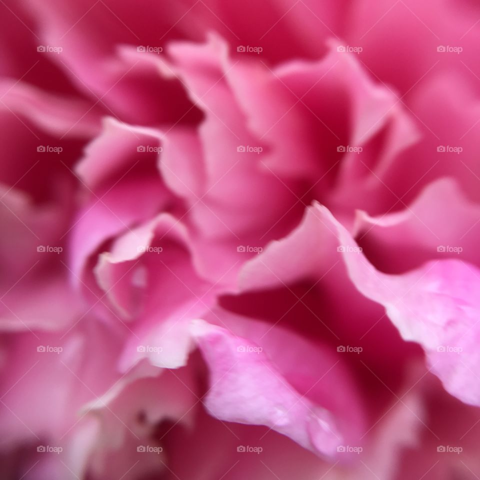 Closeup of peony