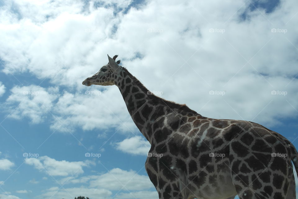 Giraffe. Giraff and sky