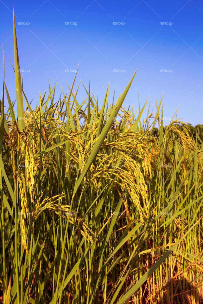 green field nature food by sonchai