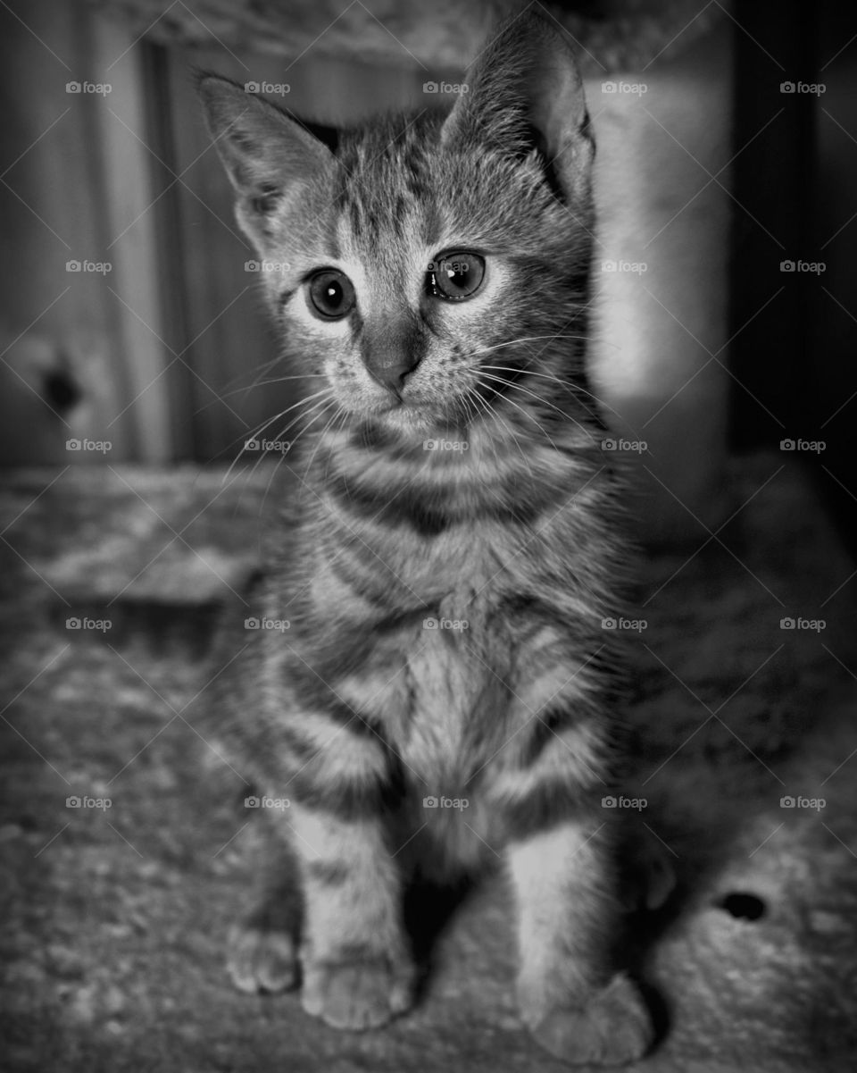 Young tabby kitten 