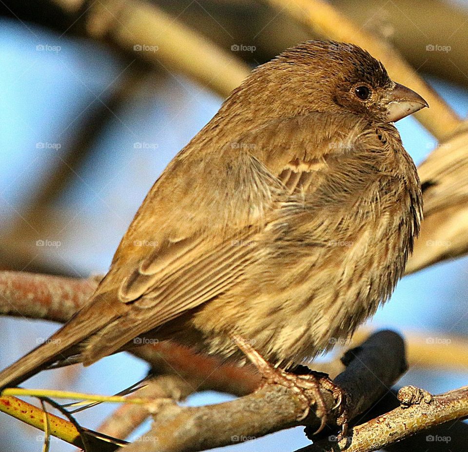 Female Finch on a Branch