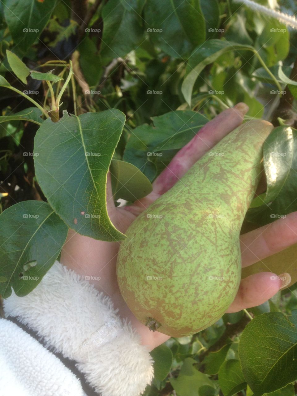 Pear. Growing in my garden 