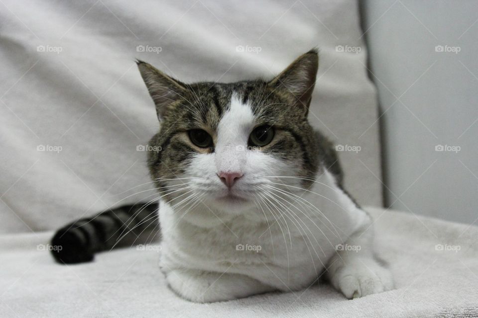 Cat, Cute, Portrait, Eye, Sleep