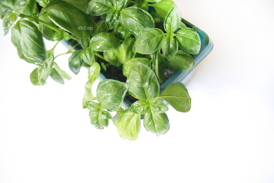 Basil 1