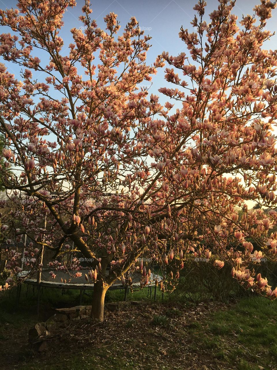 Magnolia in bloom 