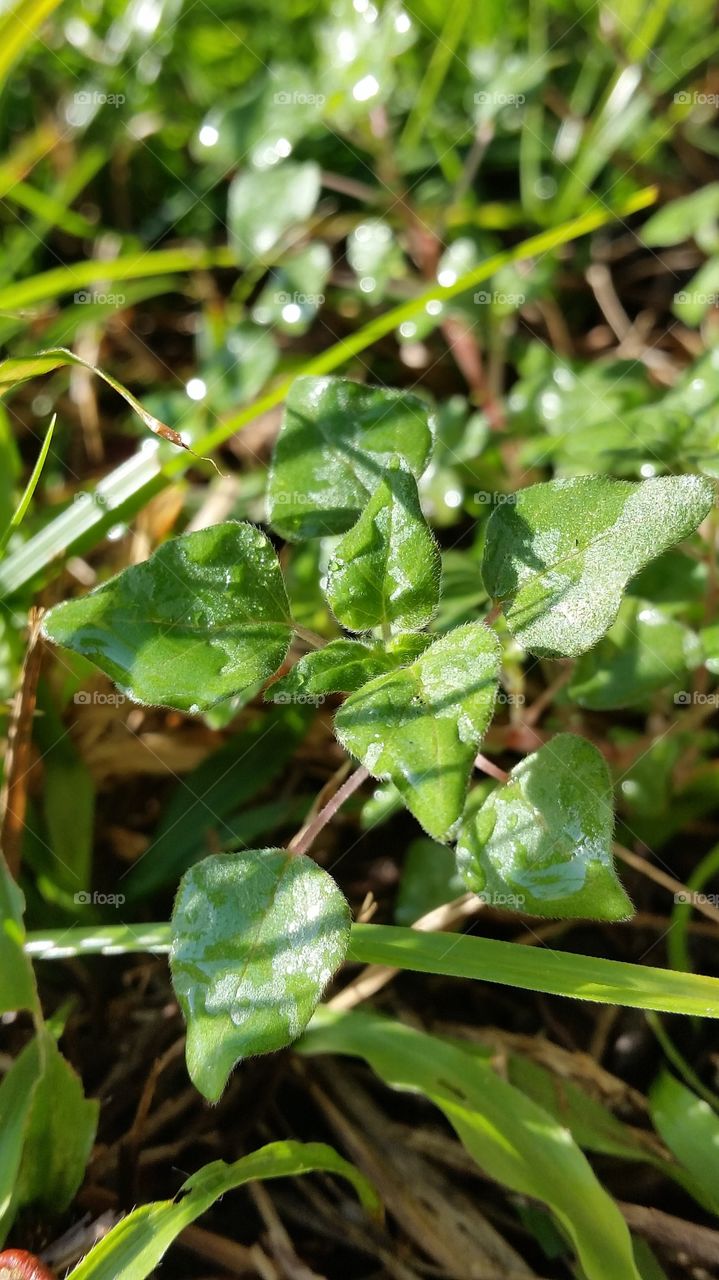 Closeup: Green Plant