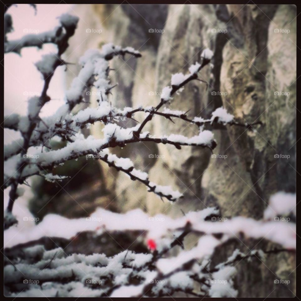 Winter Thorns