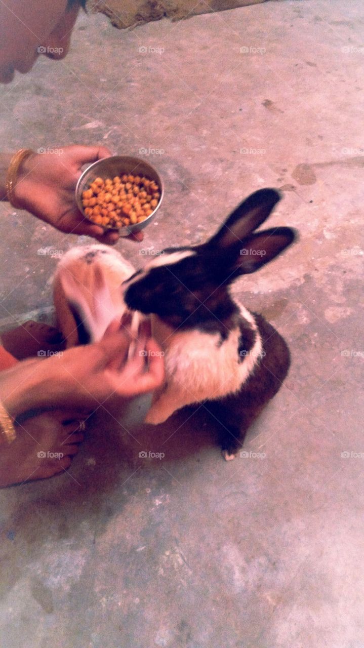 pet rabbit white and black india
