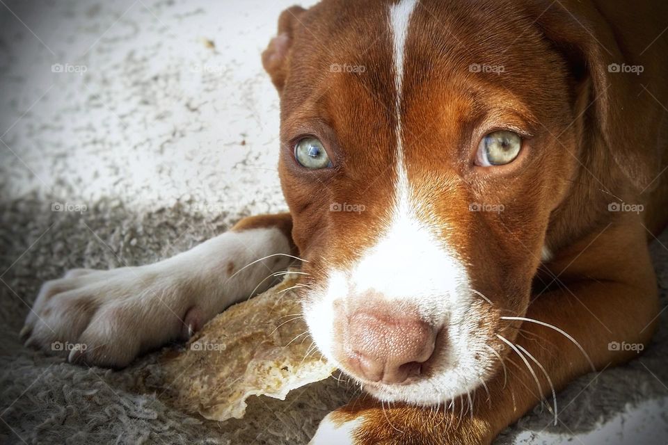 Puppy with Green Eyes