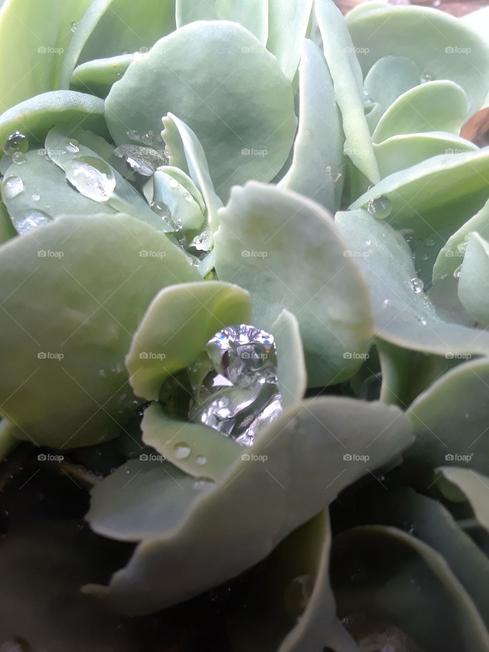 succulent with mirror water drop