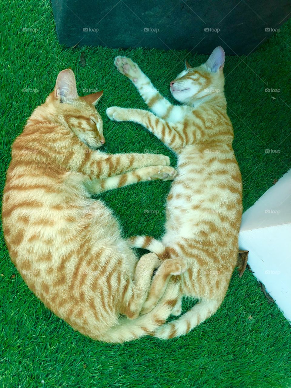 Two beautiful twin kittens, at their beauty sleep. Ginger cats, on grass taking a nap