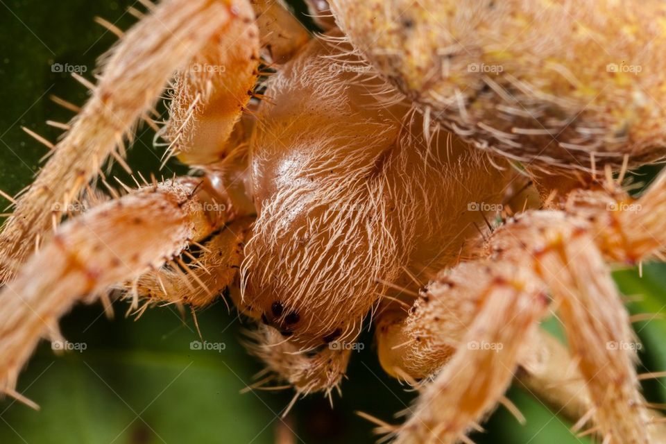 Brown spider macro