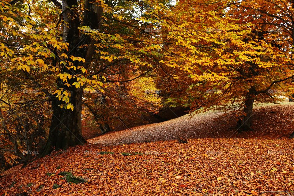 Orange forest