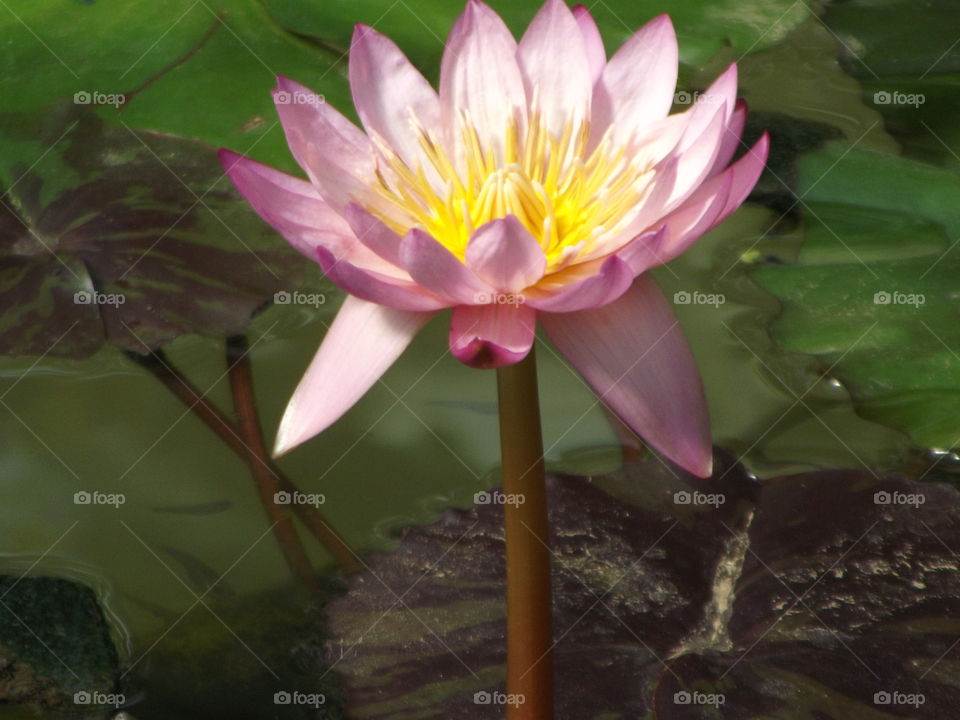 Pink Water Lilly Flower