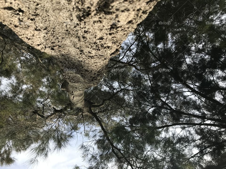 Underneath a tree at tregear dog park 