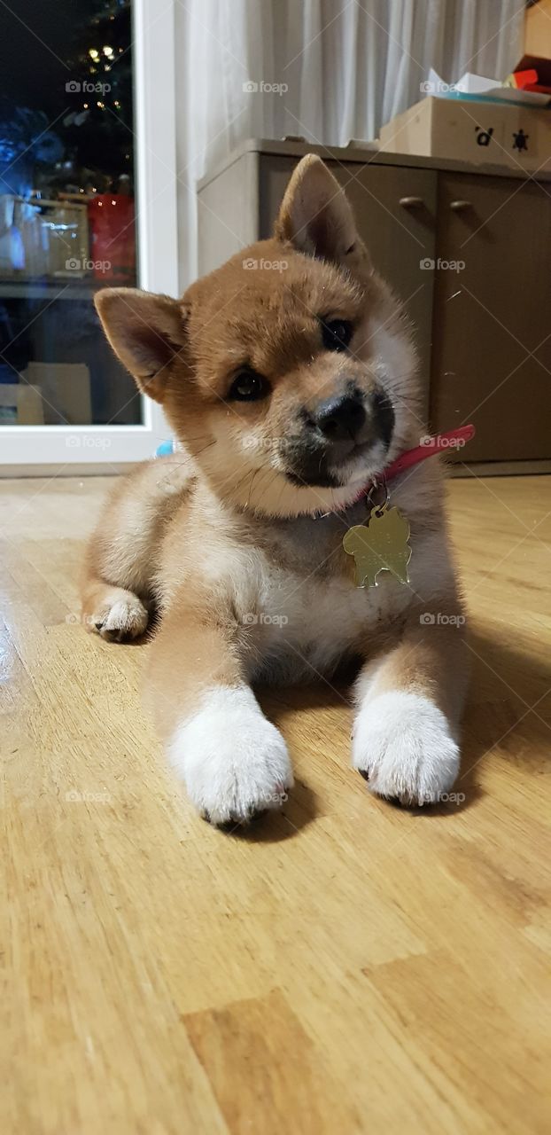 bébé shiba inu