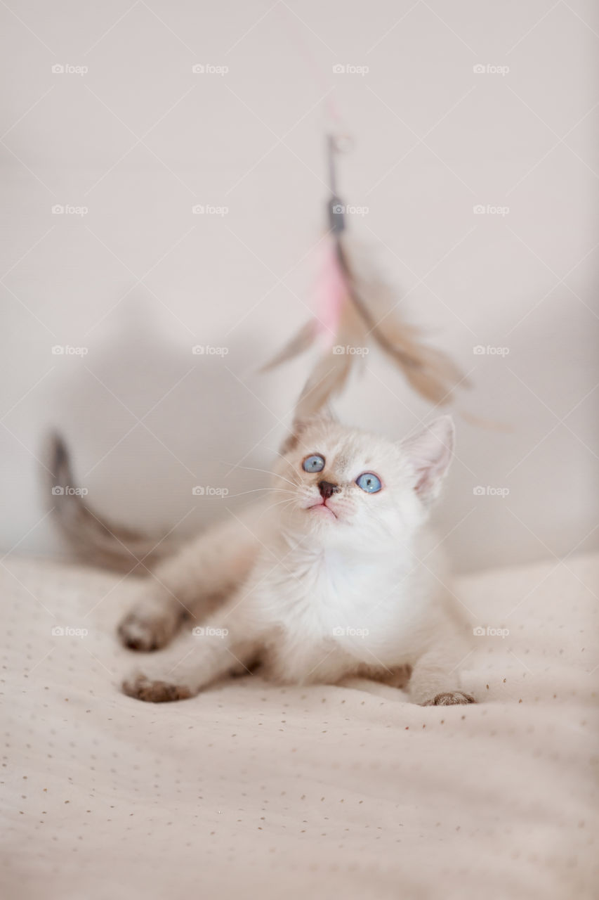 Little Tibet color-point kitten playing