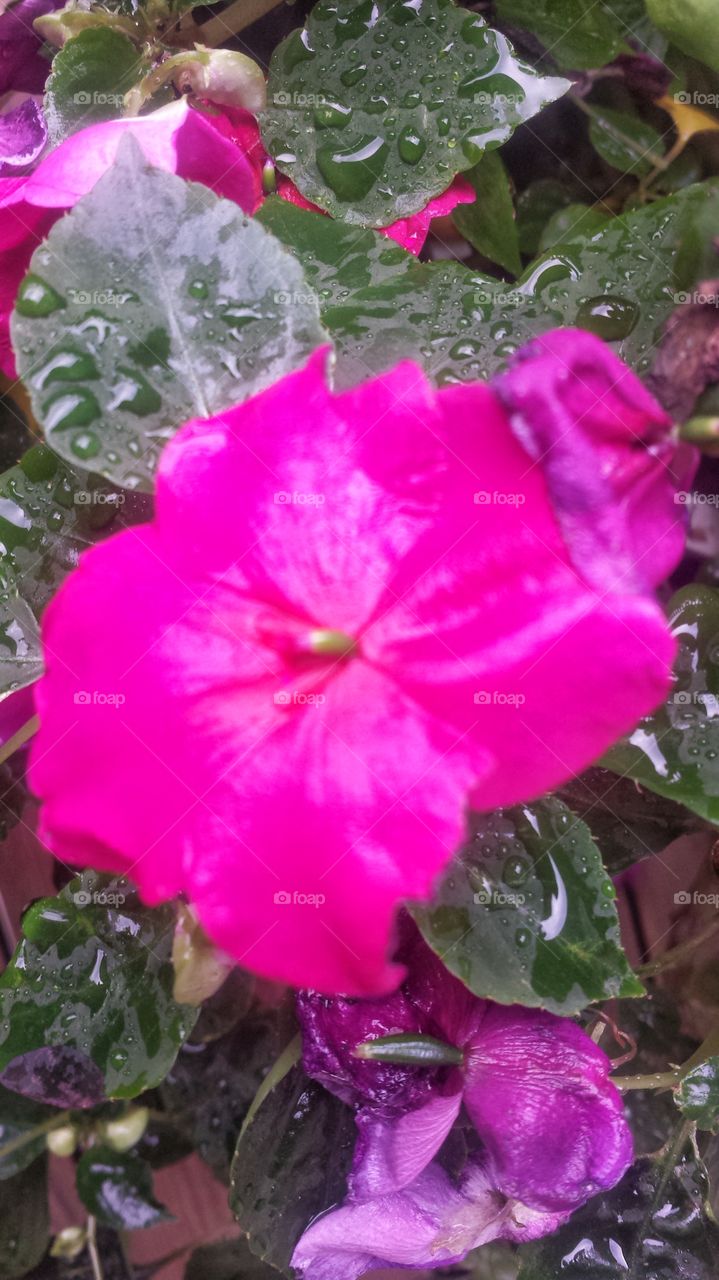 Flowers. Pink Impatiens