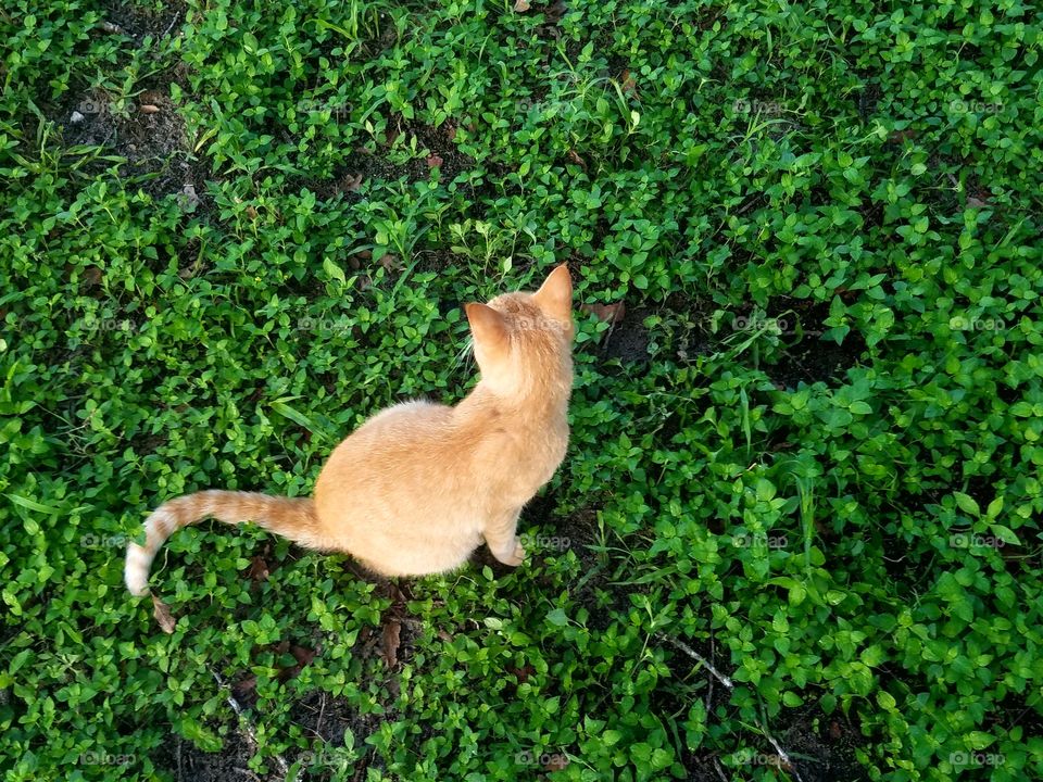 kitty in the grass