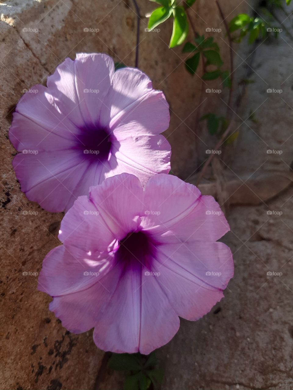 Art of seeing beauty in little things.