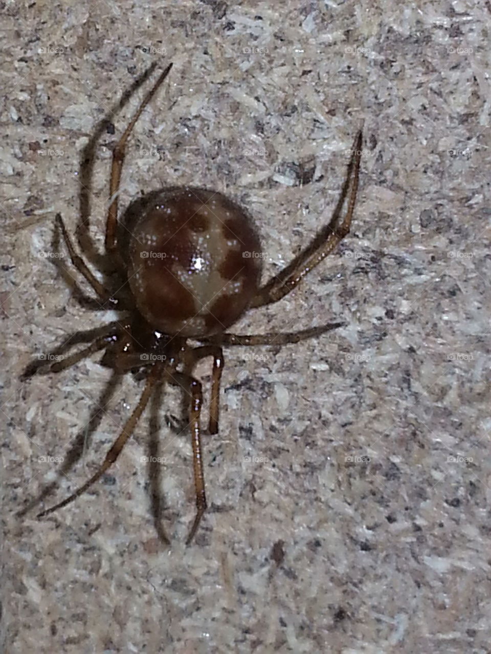 Spider, creepy crawler!