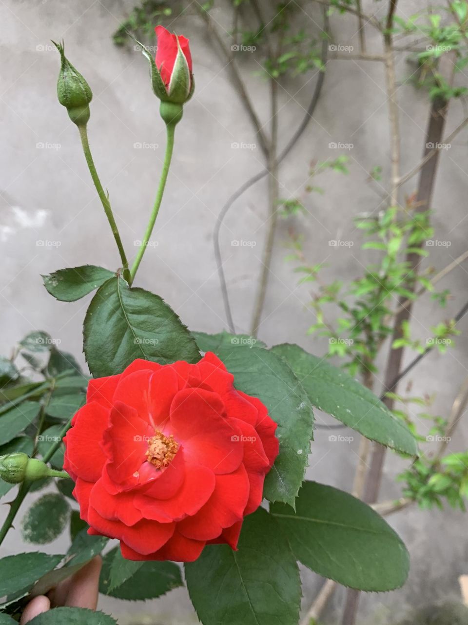 Beautiful rose flowers