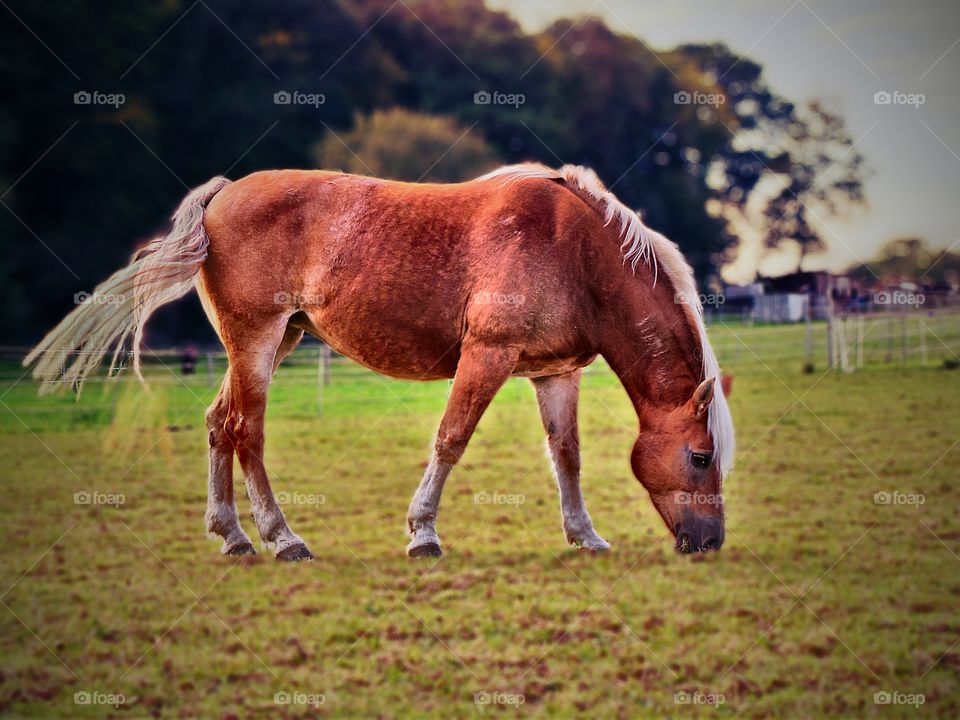 little snack. horse on field while eating