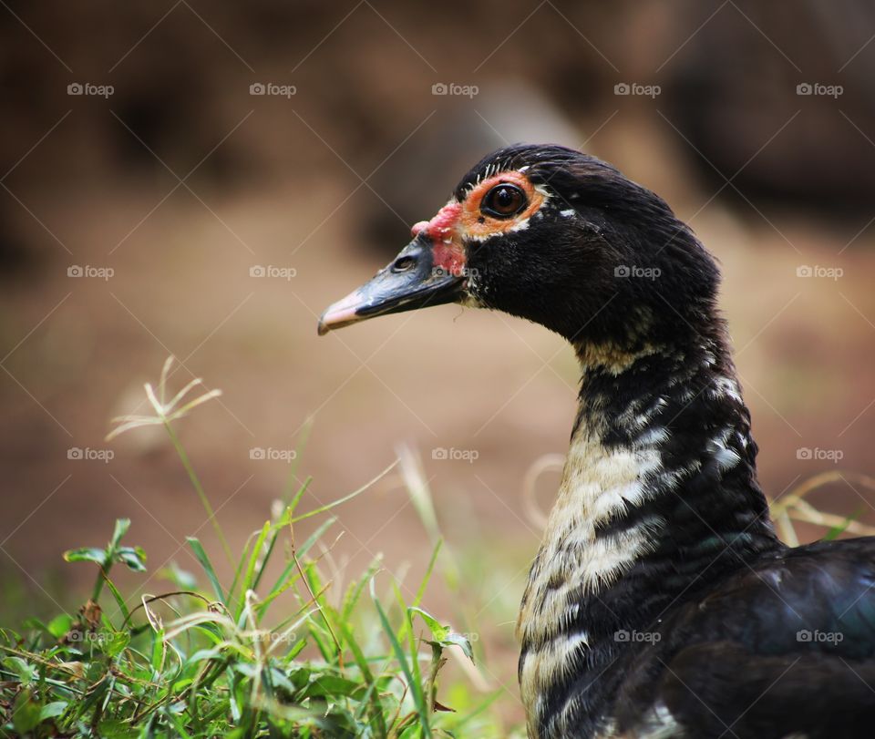 A pet duck in Uganda.
