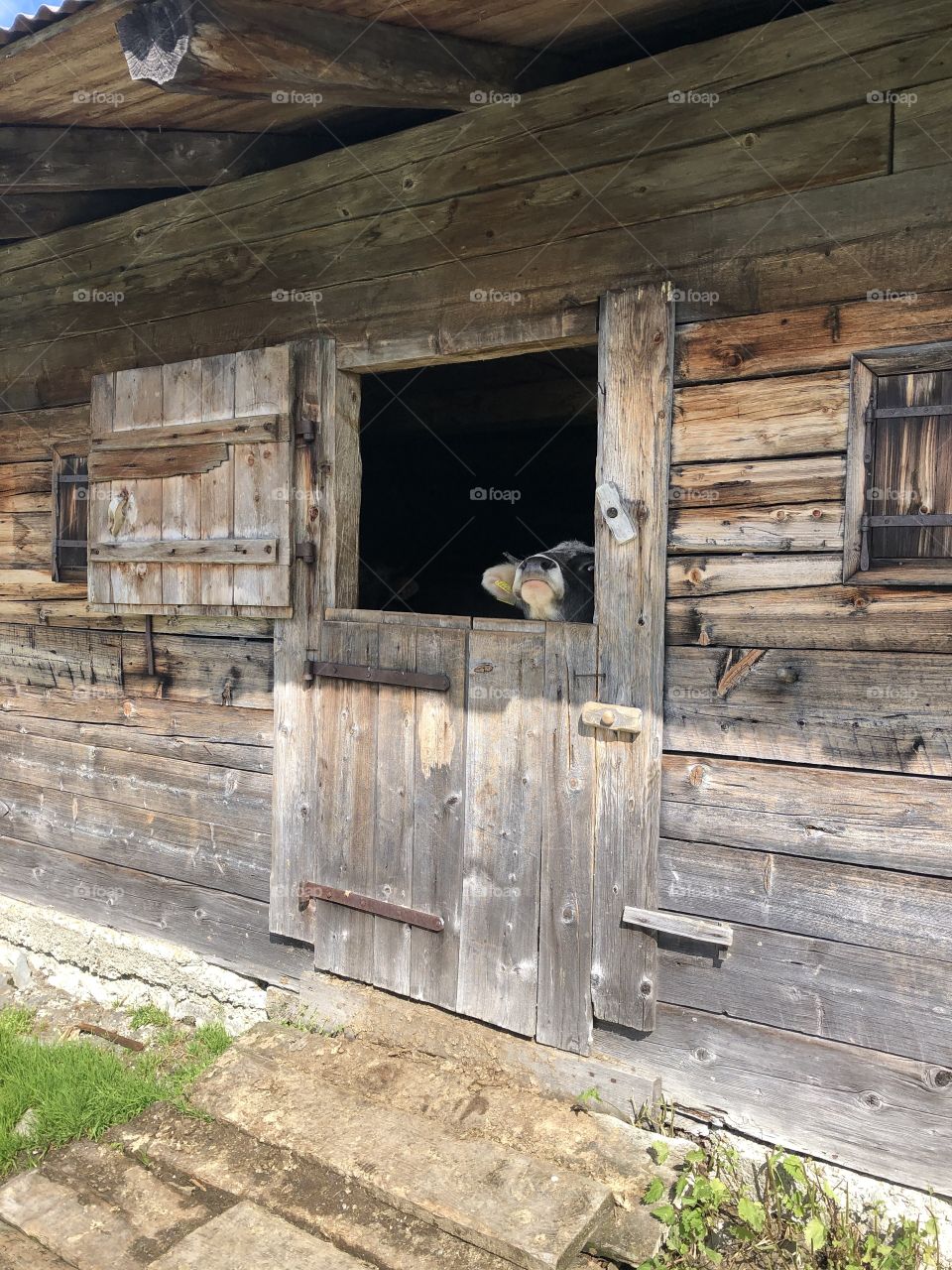 Kälbchen auf der Alm