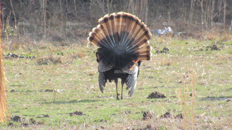 Wild turkey strutting